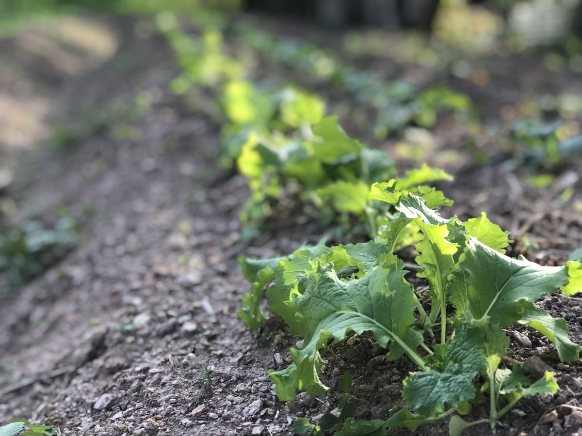 f:id:yanbarusango:20191116131822j:plain