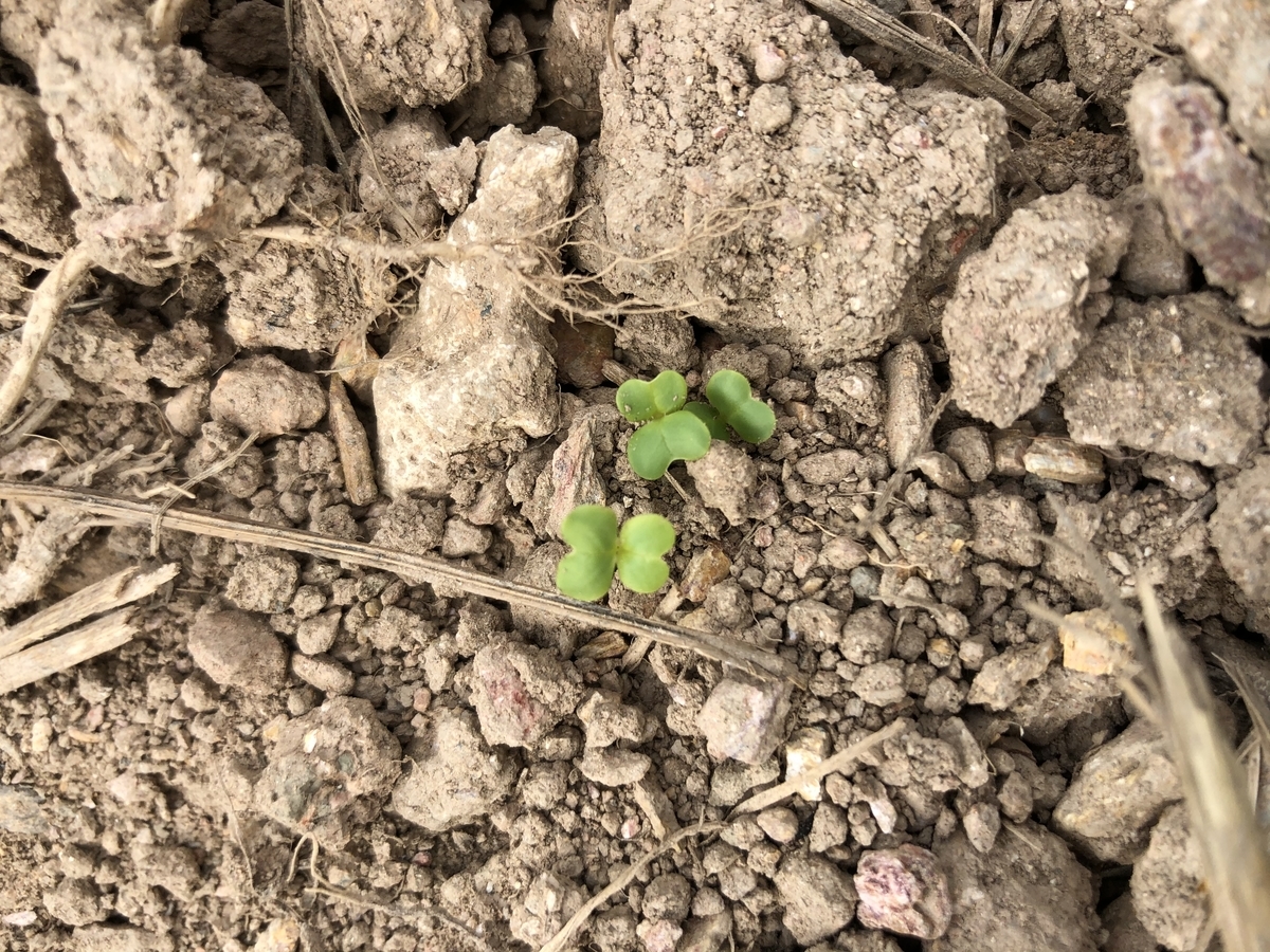 f:id:yanbarusango:20191207144402j:plain