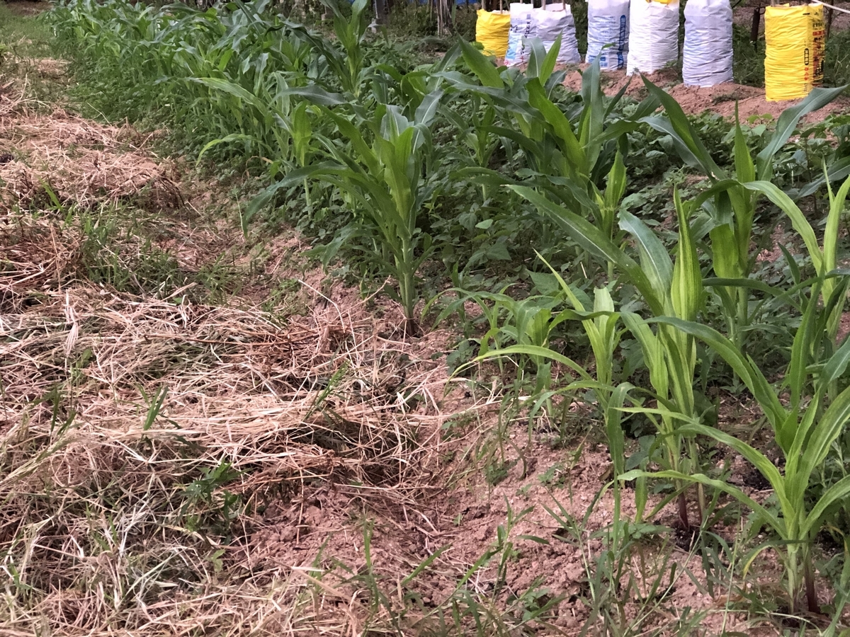 f:id:yanbarusango:20191207144542j:plain