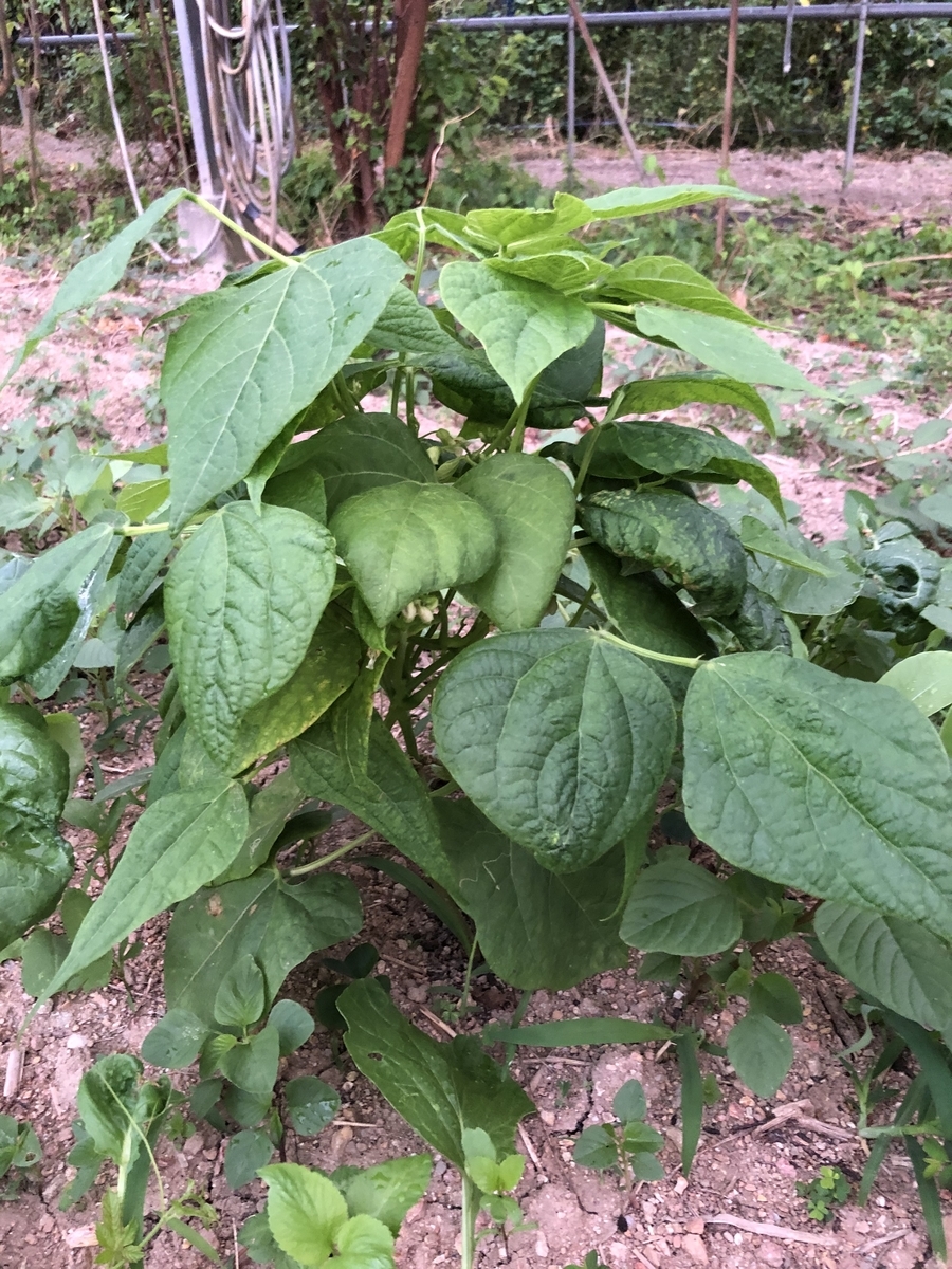 f:id:yanbarusango:20191207144602j:plain