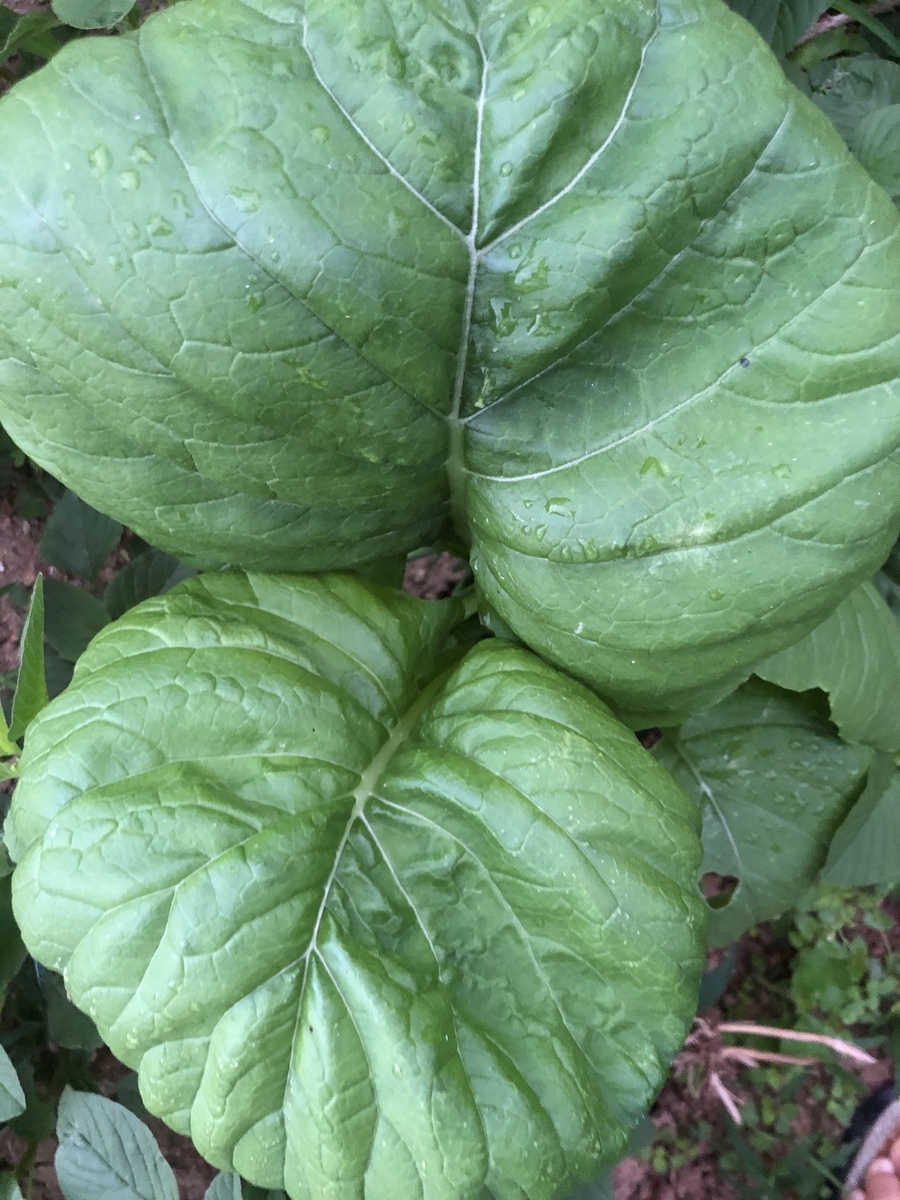 f:id:yanbarusango:20191207144651j:plain