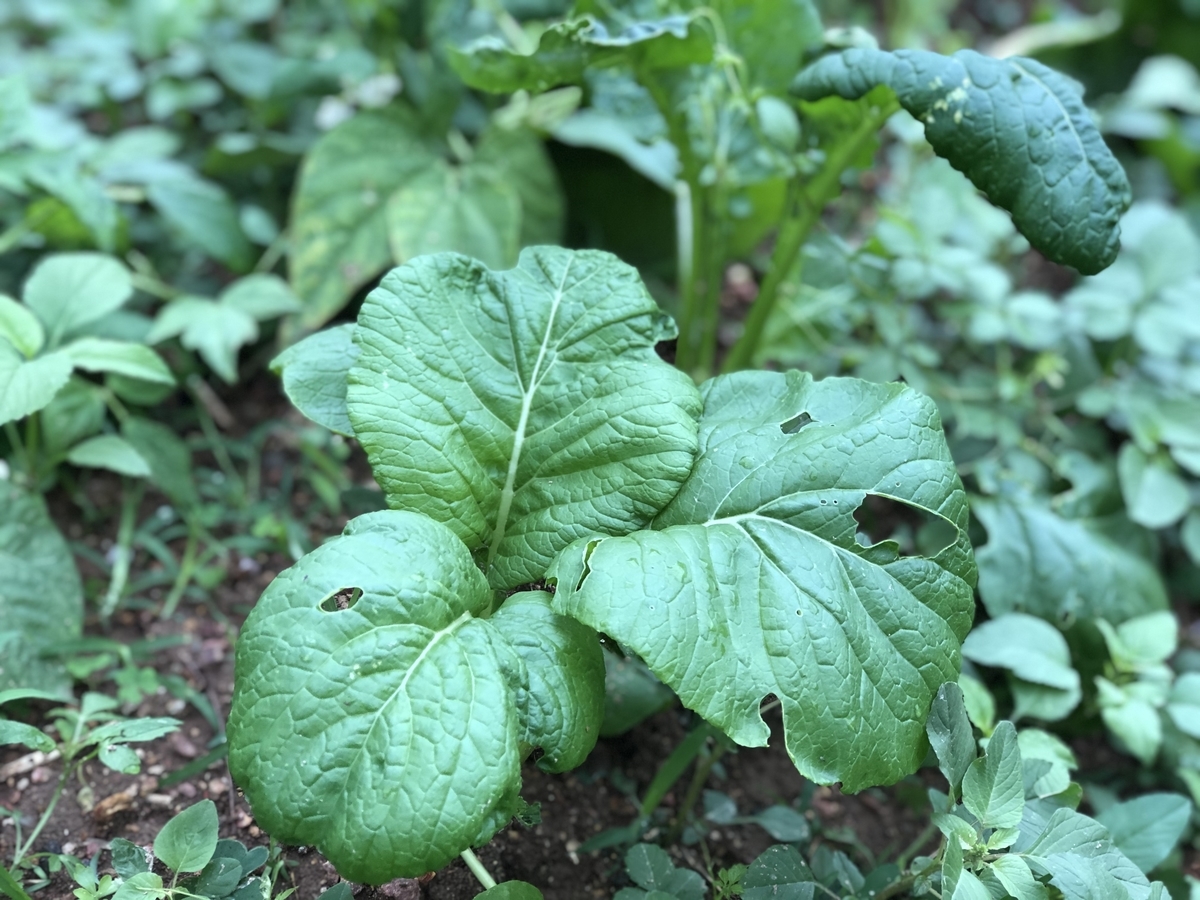 f:id:yanbarusango:20191207144904j:plain