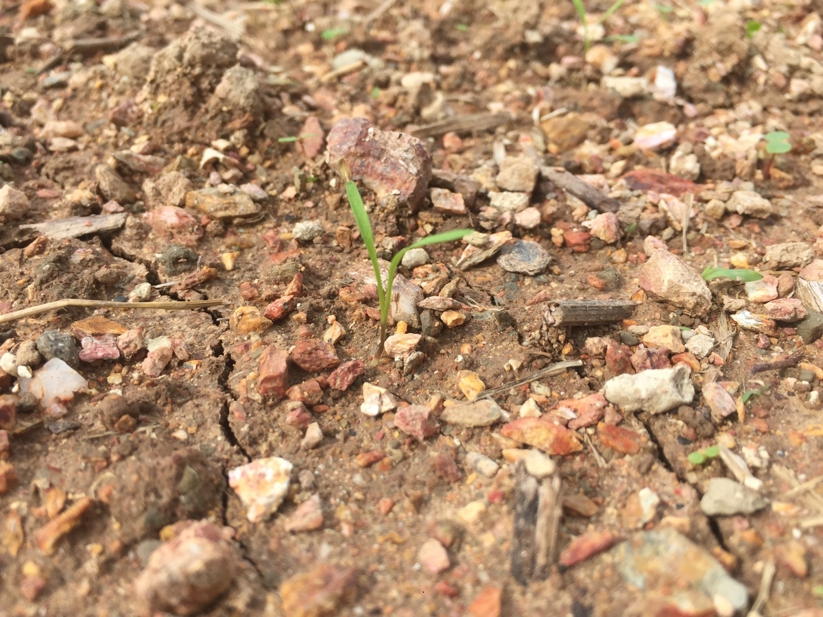 f:id:yanbarusango:20191207145005j:plain