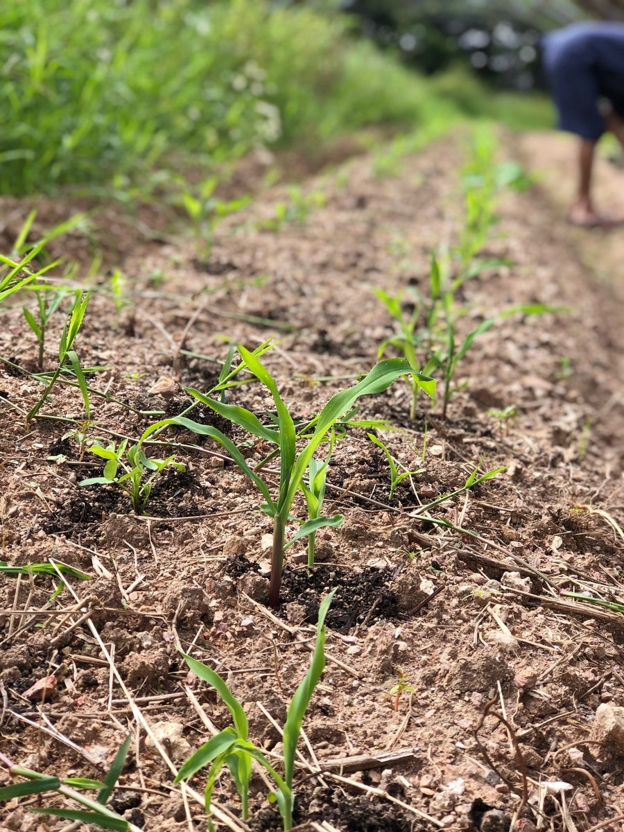 f:id:yanbarusango:20191207150254j:plain