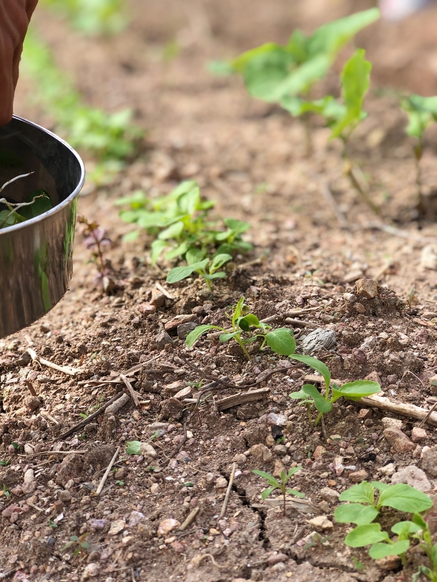 f:id:yanbarusango:20191207150328j:plain