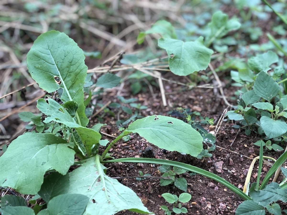 f:id:yanbarusango:20191207163815j:plain f:id:yanbarusango:20191207163815j:plain