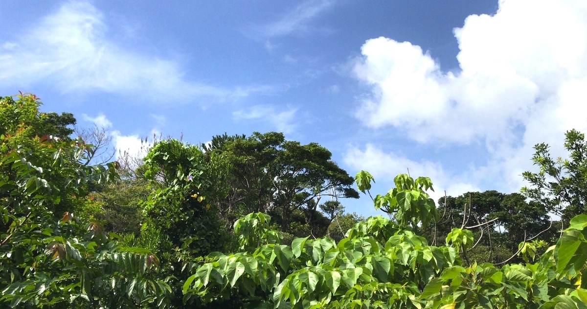 f:id:yanbarusango:20200703205918j:plain f:id:yanbarusango:20200703205918j:plain