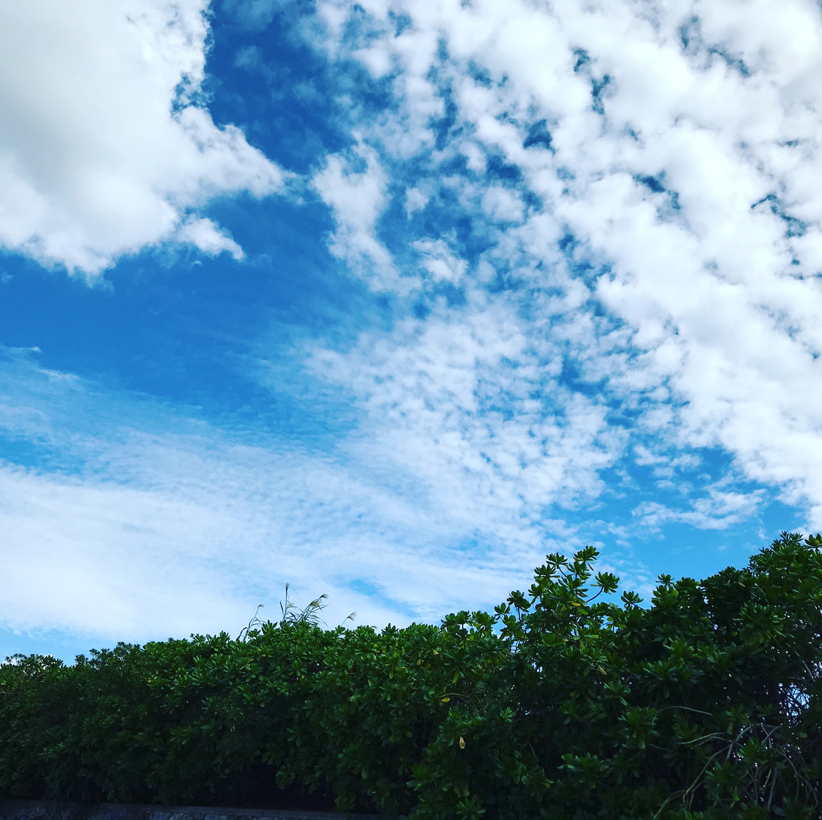 f:id:yanbarusango:20201111152123j:plain f:id:yanbarusango:20201111152123j:plain