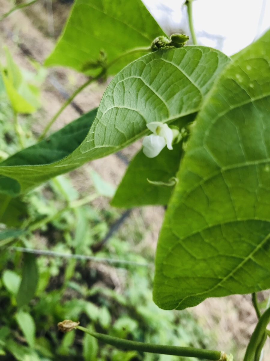 f:id:yanbarusango:20201216151242j:plain