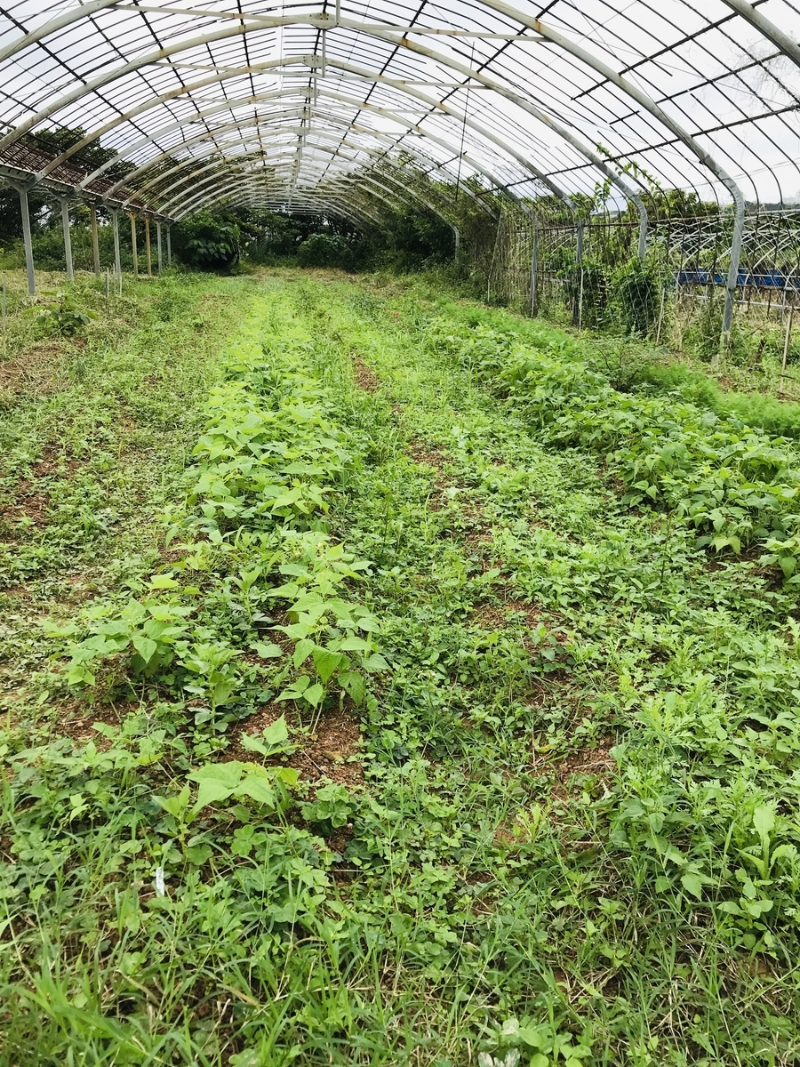 f:id:yanbarusango:20201216151304j:plain