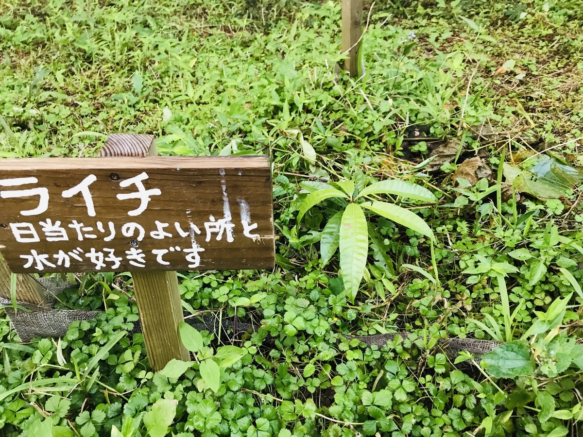 f:id:yanbarusango:20210110103943j:plain