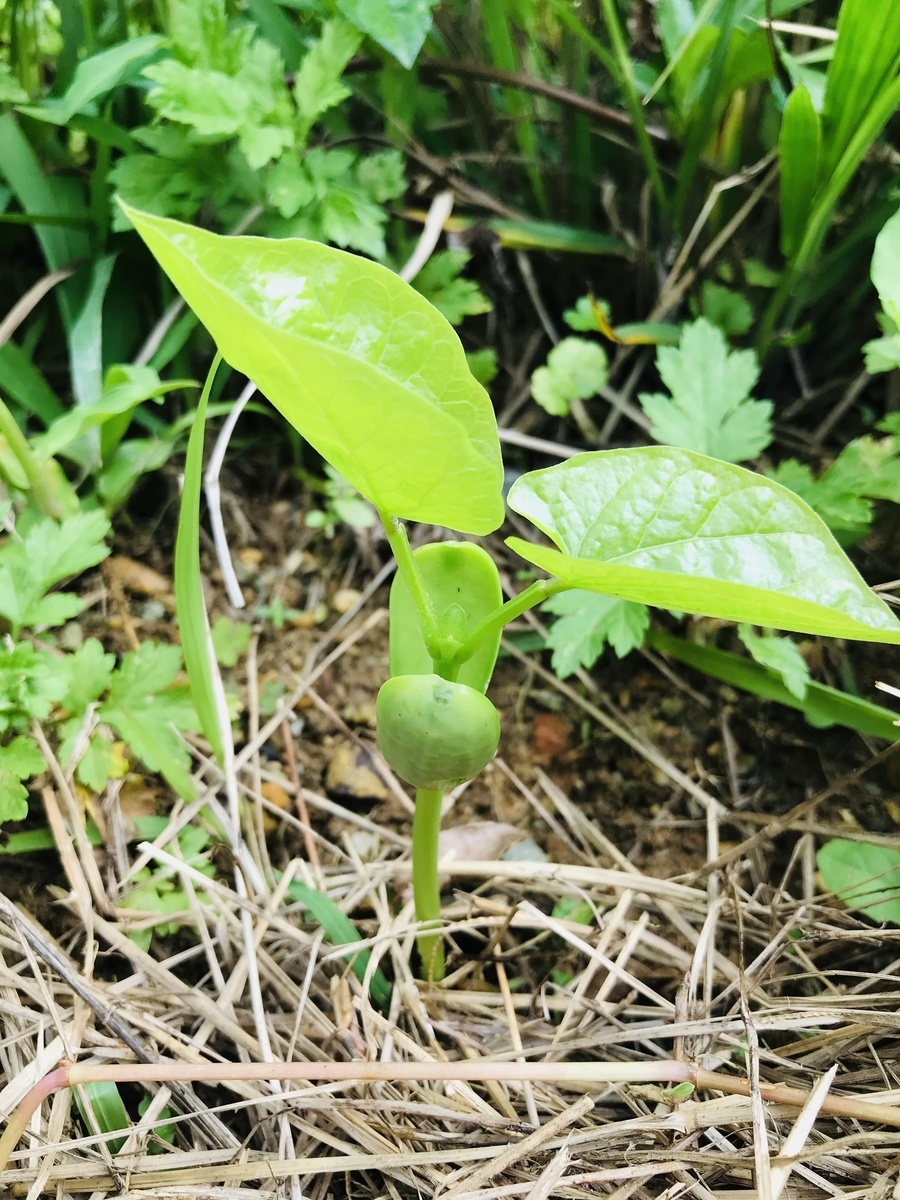 f:id:yanbarusango:20210406192628j:plain