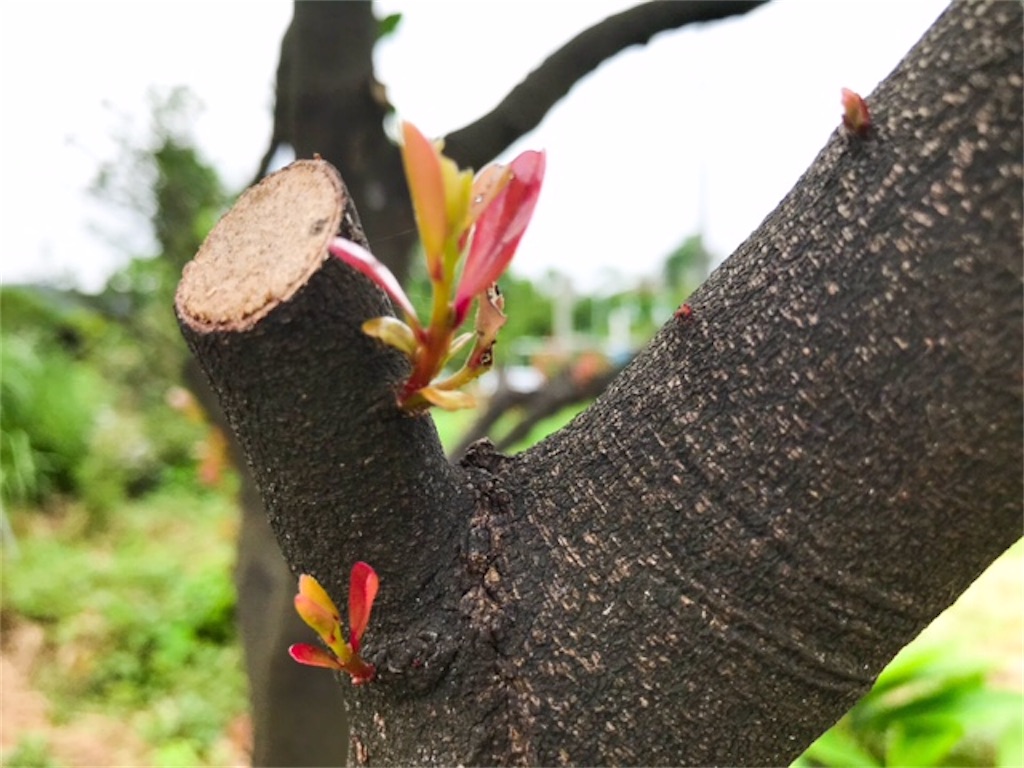 f:id:yanbarusango:20210621194840j:image f:id:yanbarusango:20210621194840j:image