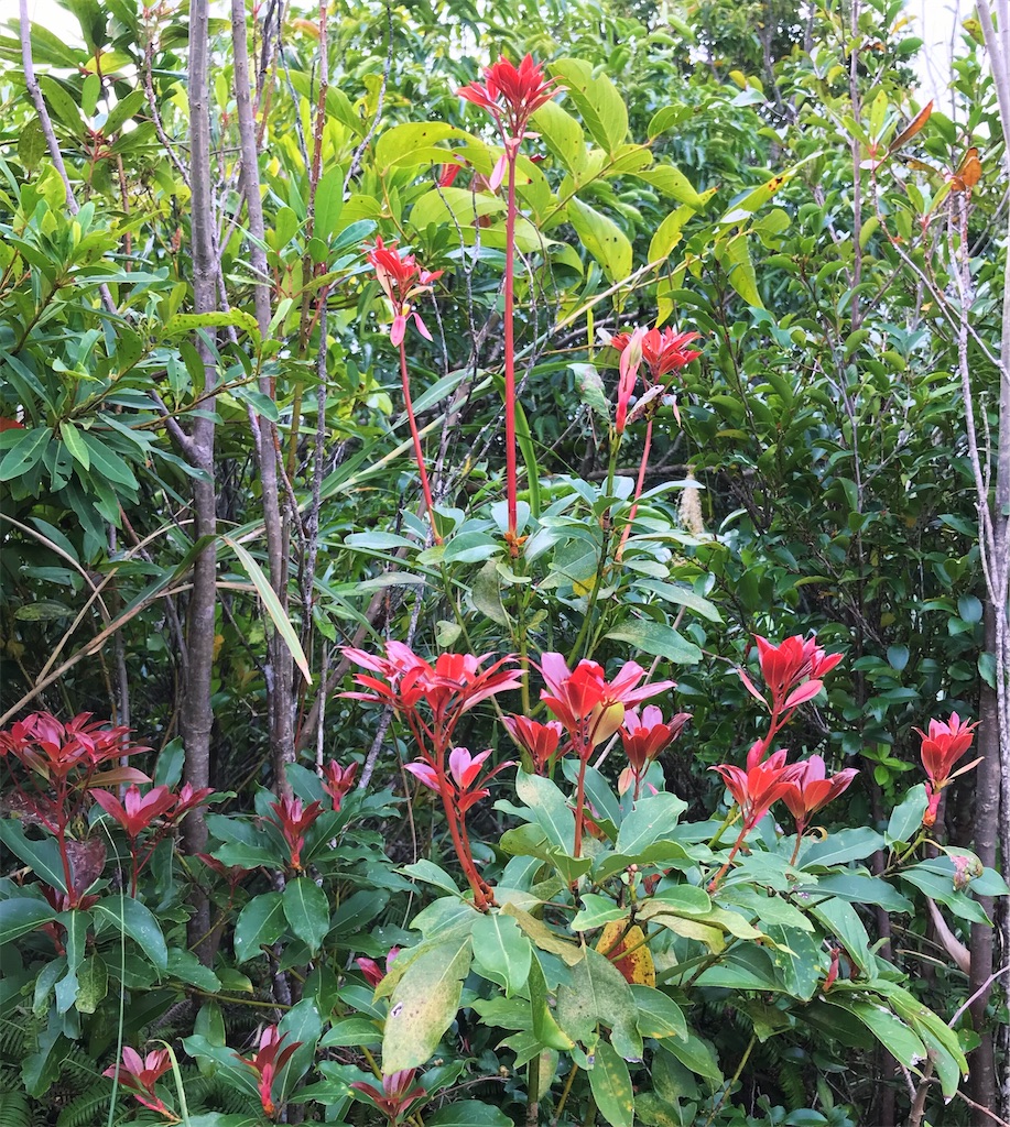 f:id:yanbarusango:20220207151403j:image