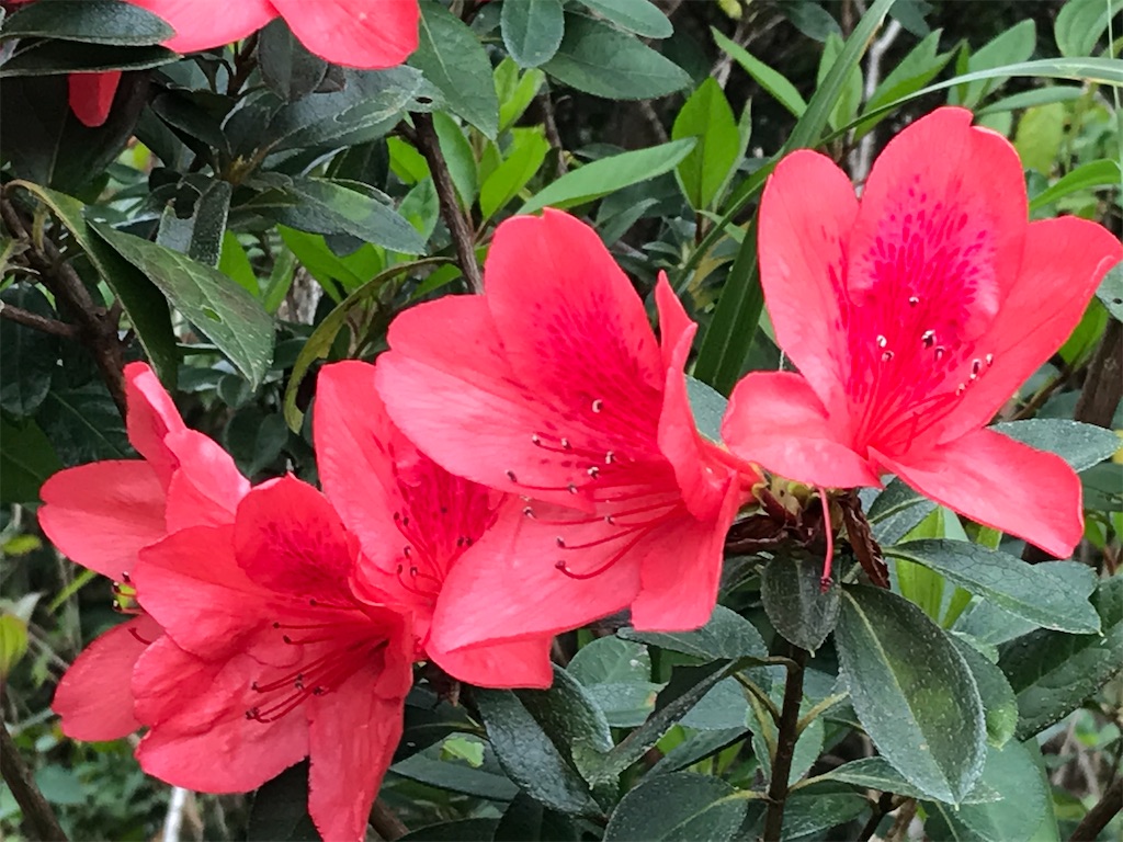 f:id:yanbarusango:20220207155116j:image