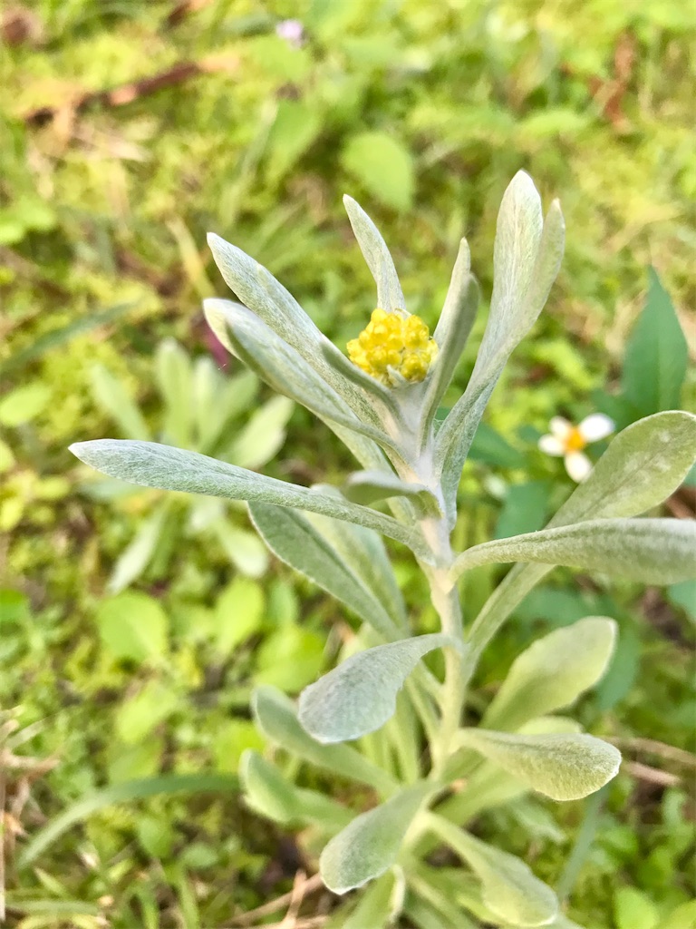 f:id:yanbarusango:20220313202212j:image