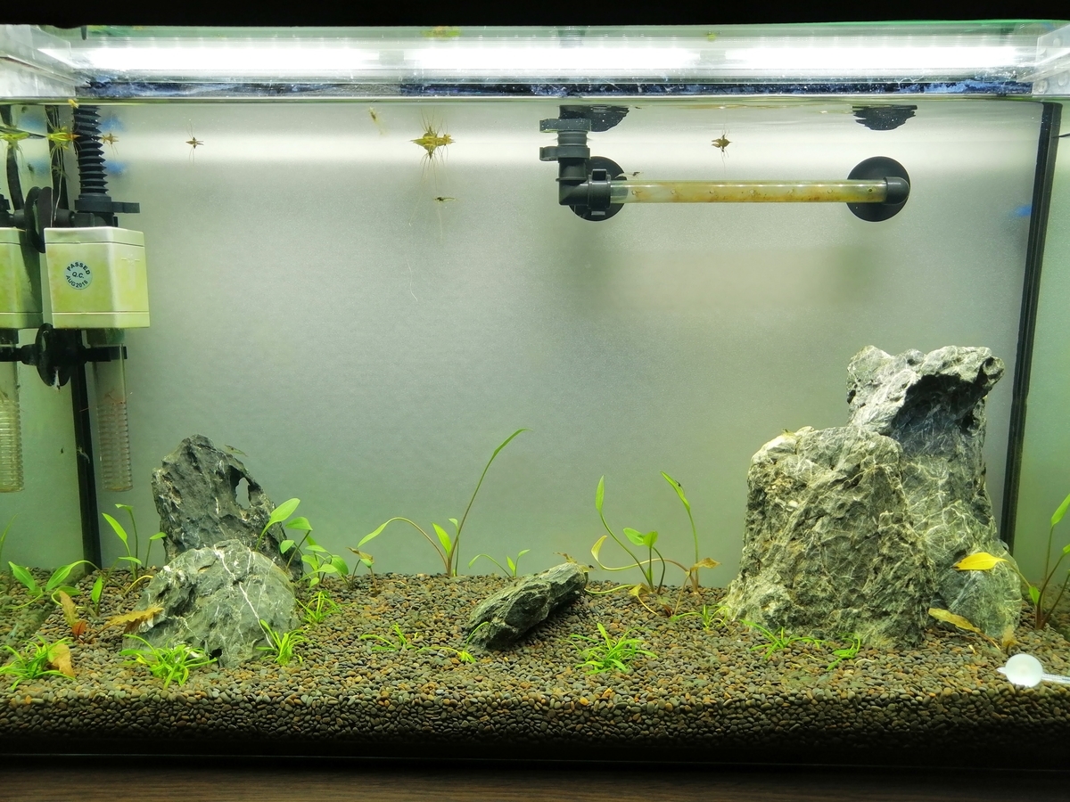 緑色のち青色水景 いつまでたったら初心者水槽