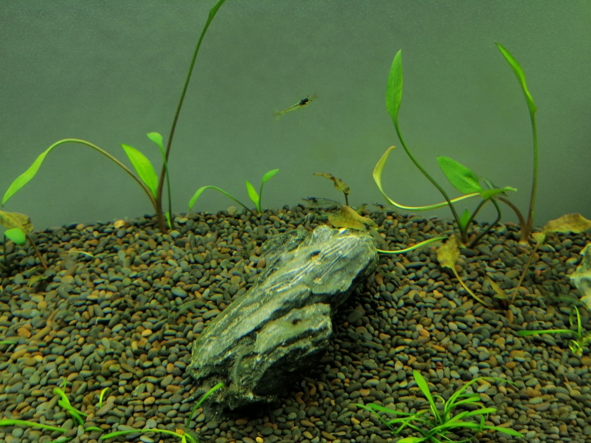 緑色のち青色水景 いつまでたったら初心者水槽