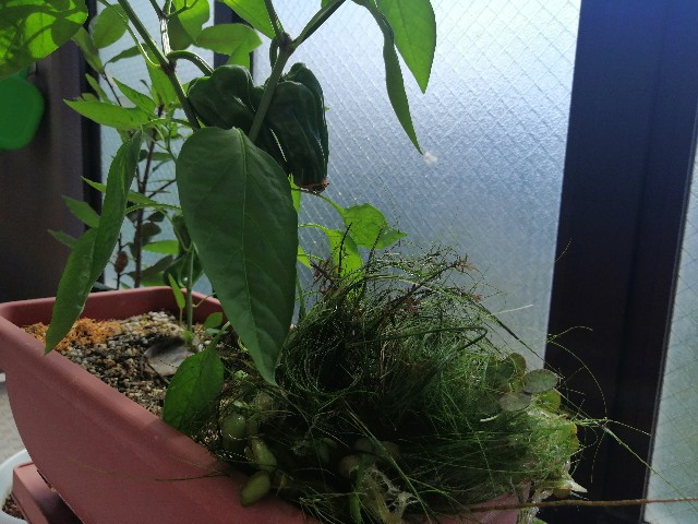 f:id:yanbo-w:20210718124348j:image