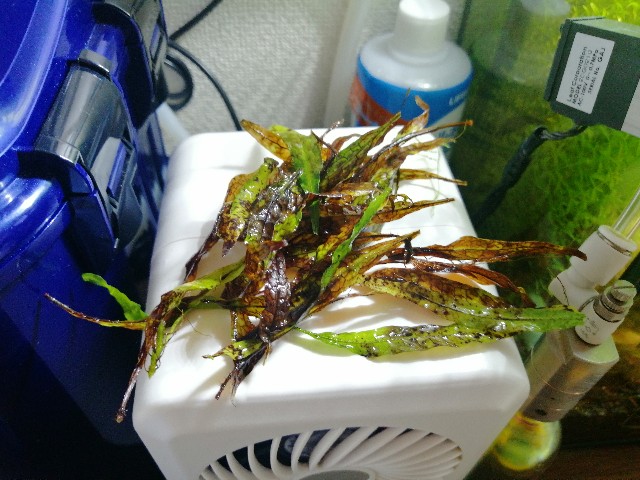 f:id:yanbo-w:20210911093040j:image