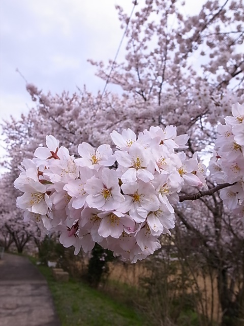 イメージ 13