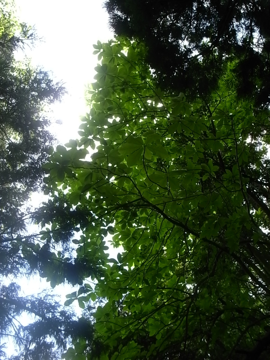 f:id:yancho653:20200524195706j:plain