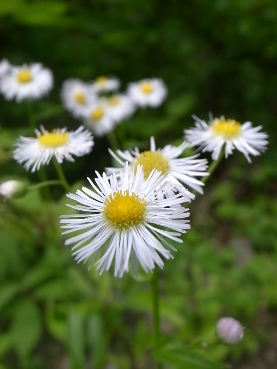 f:id:yancho653:20200524200152j:plain