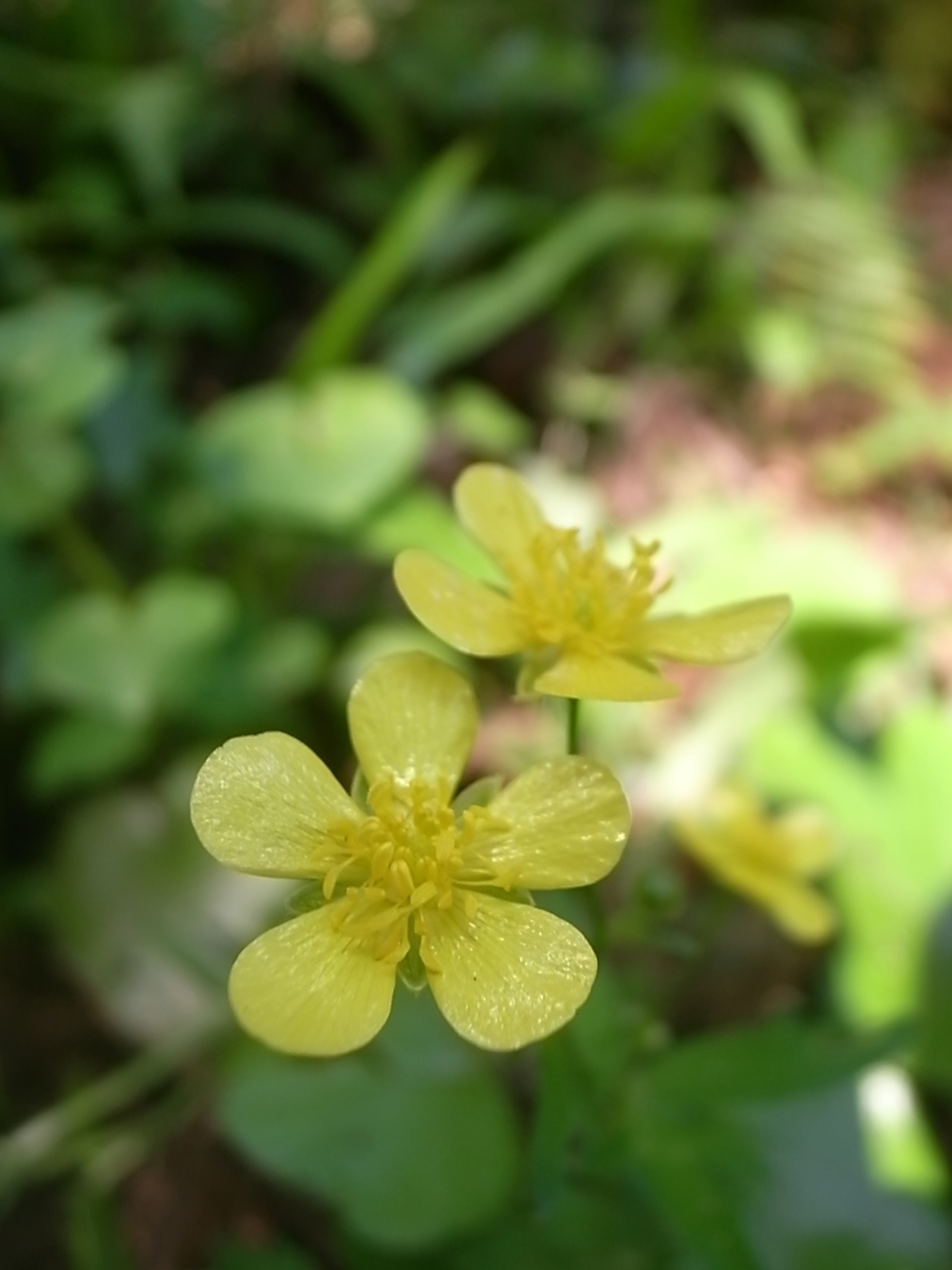f:id:yancho653:20200524200234j:plain