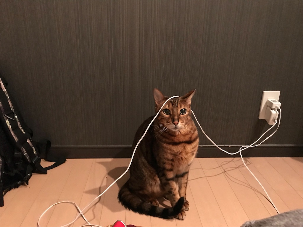 f:id:yandosa:20190225133415j:image f:id:yandosa:20190225133415j:image