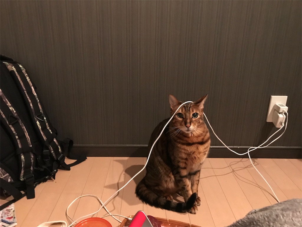 f:id:yandosa:20190225133420j:image f:id:yandosa:20190225133420j:image