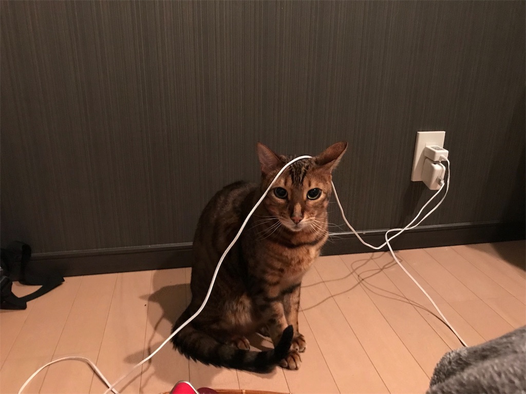 f:id:yandosa:20190225133424j:image f:id:yandosa:20190225133424j:image
