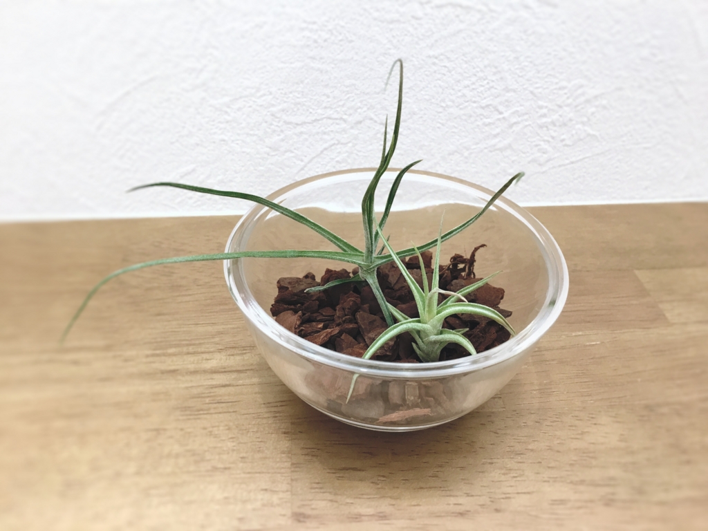 f:id:yanebon:20170124222718j:plain