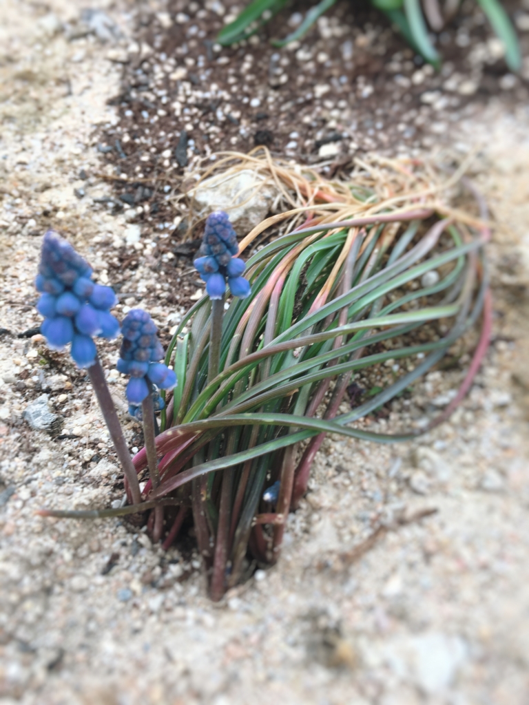 f:id:yanebon:20170406224231j:plain f:id:yanebon:20170406224231j:plain