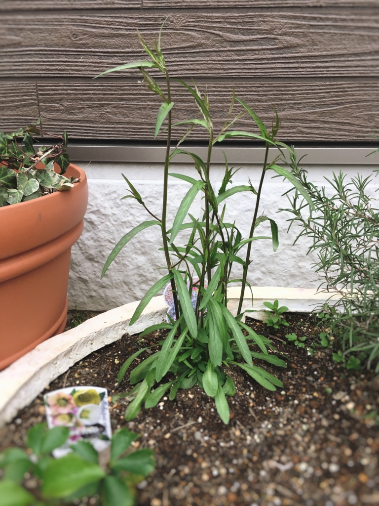 f:id:yanebon:20170406224357j:plain f:id:yanebon:20170406224357j:plain