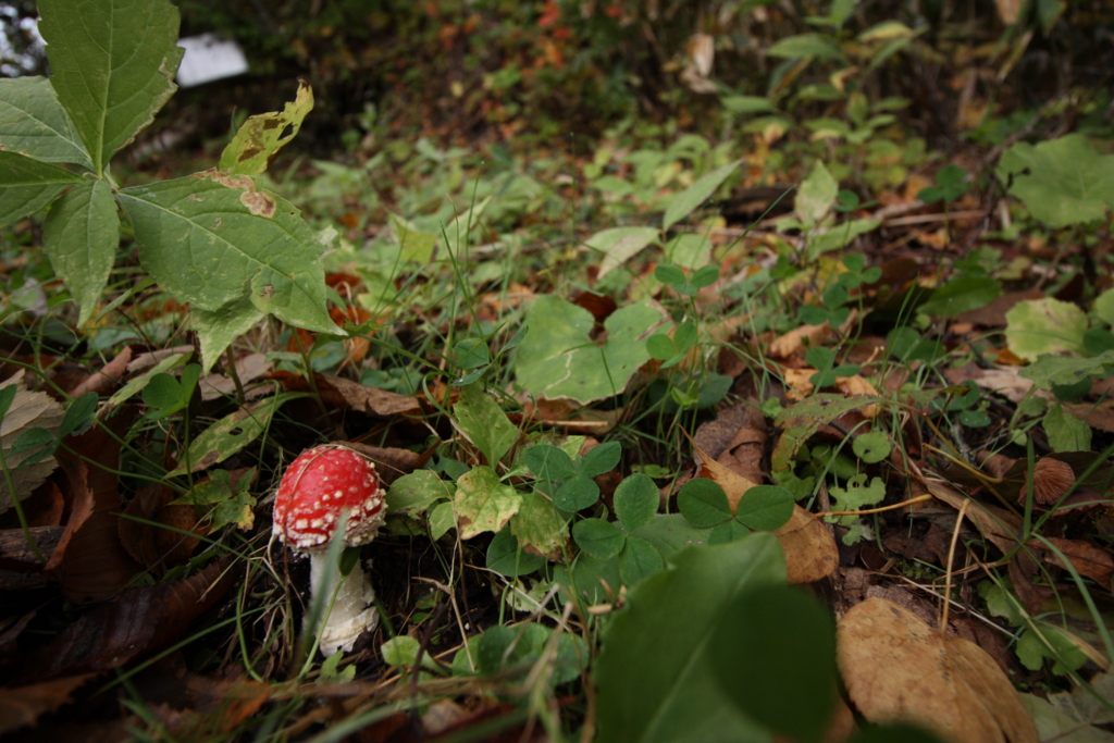 f:id:yanenouenomushi:20161013015333j:plain f:id:yanenouenomushi:20161013015333j:plain