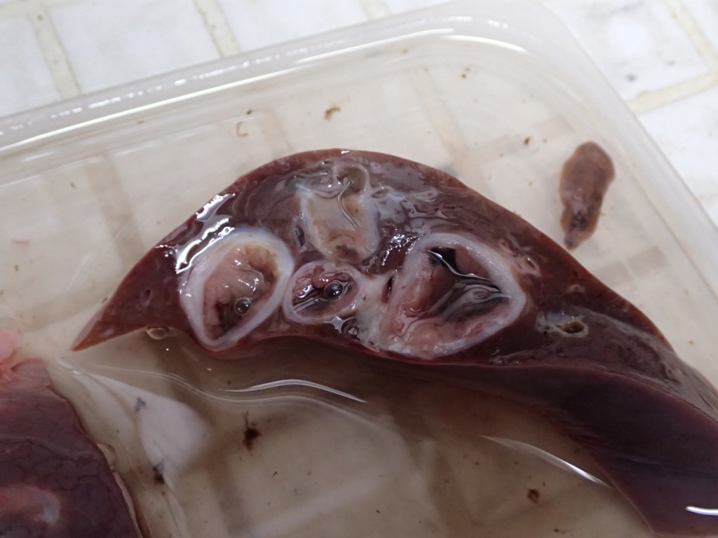 やっぱり獣肉の生食はやめといたほうがいい 海底クラブ やっぱり獣肉の生食はやめといたほうがいい 海底クラブ
