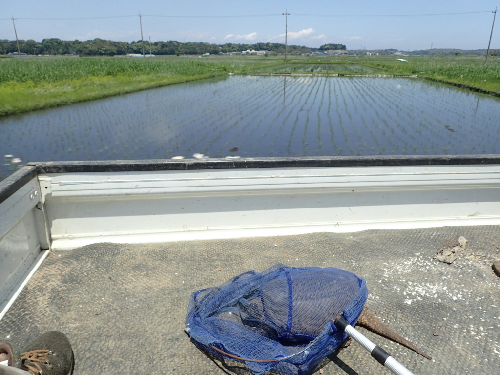 f:id:yanenouenomushi:20170513140811j:plain f:id:yanenouenomushi:20170513140811j:plain