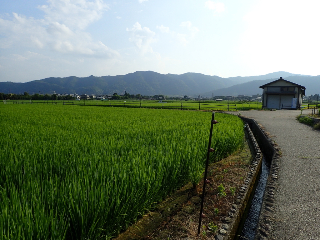 f:id:yanenouenomushi:20170720030028j:plain f:id:yanenouenomushi:20170720030028j:plain