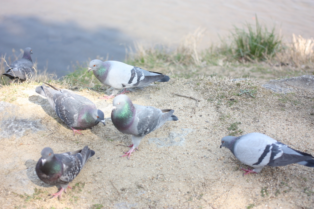 f:id:yanenouenomushi:20180314185349j:plain f:id:yanenouenomushi:20180314185349j:plain