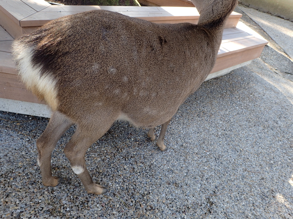 f:id:yanenouenomushi:20181217223059j:plain f:id:yanenouenomushi:20181217223059j:plain