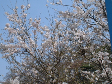 桜