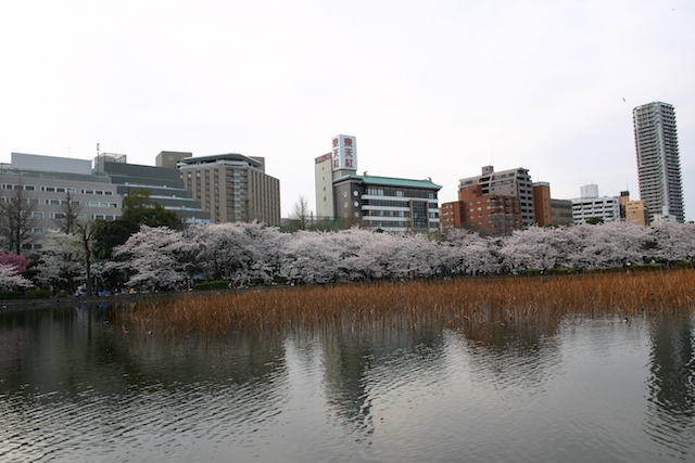 上野公園の桜