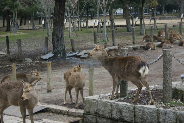 f:id:yaneshin:20090123140322j:plain:w160