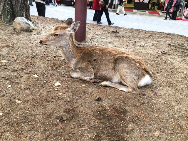 奈良公園の鹿