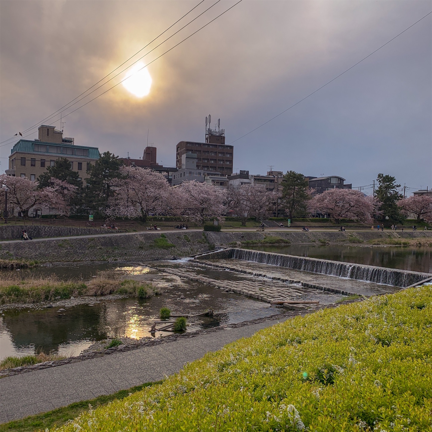 賀茂川沿いの桜 賀茂川沿いの桜