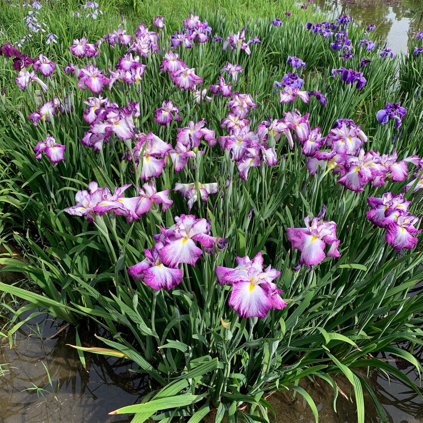 花しょうぶ