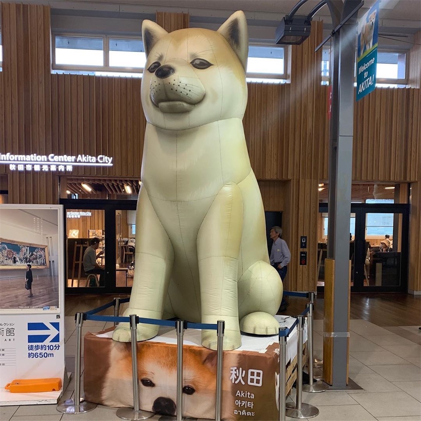 秋田犬 秋田犬