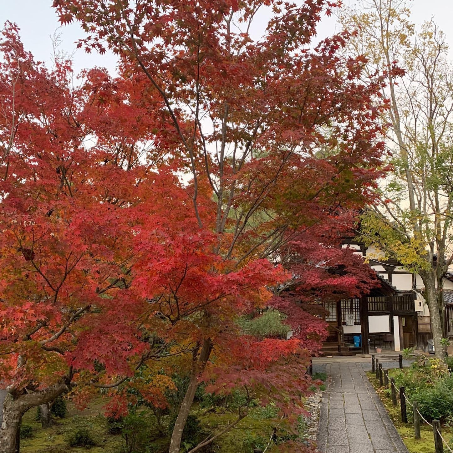 清涼寺の紅葉
