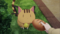 猫（？）先生