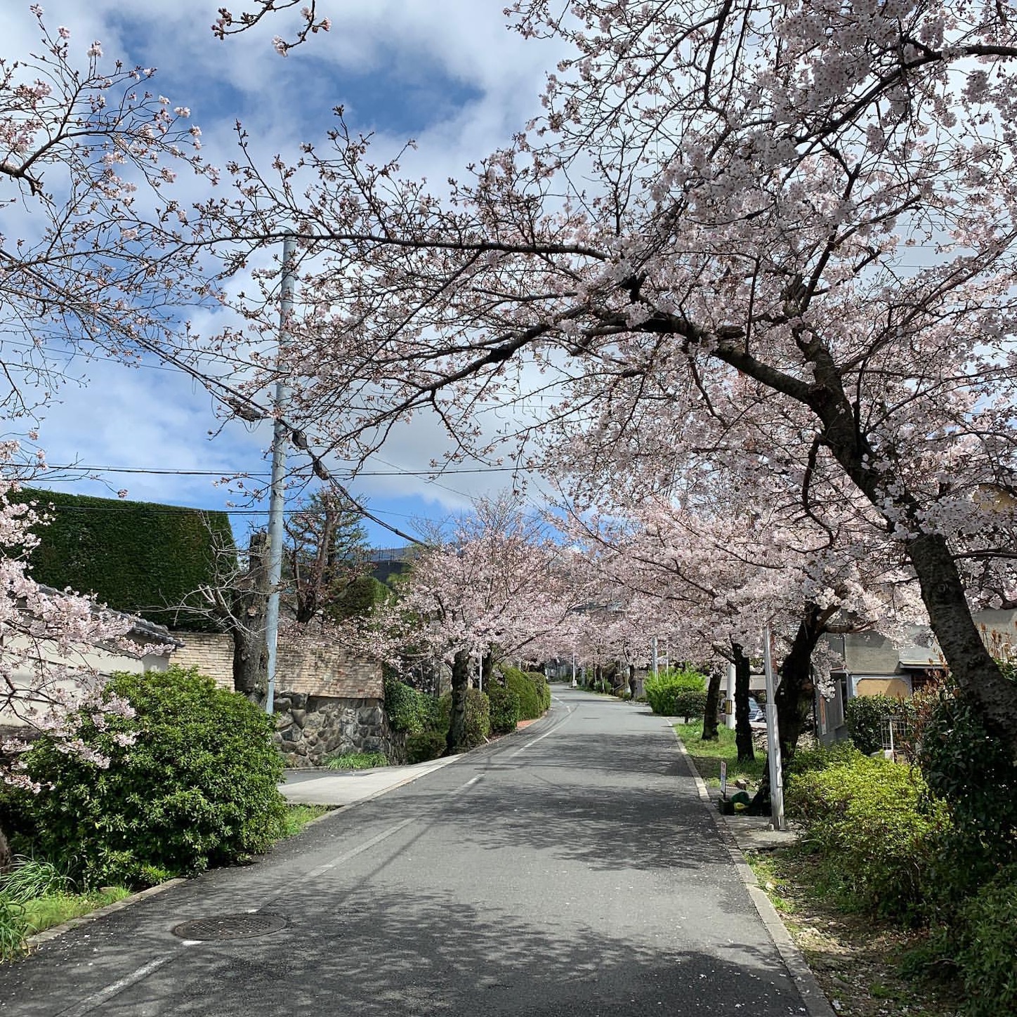枚岡公園への道中にある桜並木